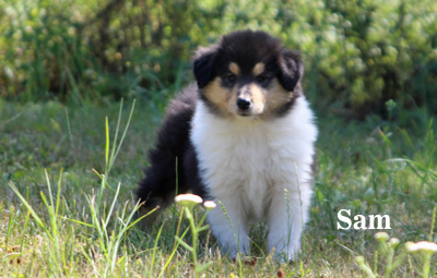 Sam - 7. Woche